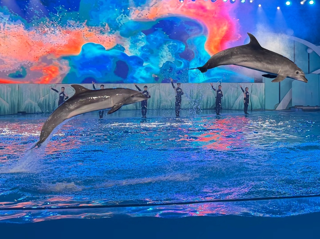 26083116515472003.jpg